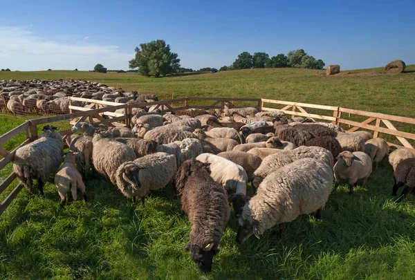 Owce Upchnięte Razem Owce Pastwisku Meklemburgia Pomorze Przednie Niemcy Europa — Zdjęcie stockowe