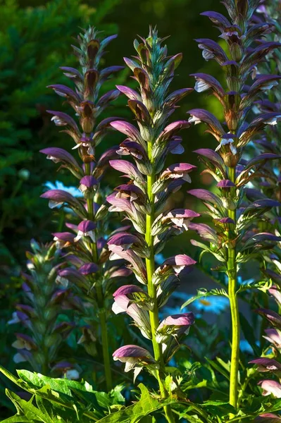 Macar Ayısı Breeches Acanthus Hungaricus Mecklenburg Batı Pomerania Almanya Avrupa — Stok fotoğraf