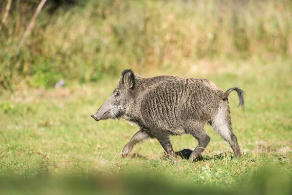 Wildschweine Sus Scrofa Salzachauen Salzburg Österreich Europa — Stockfoto