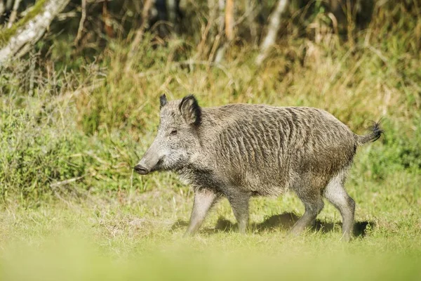 Cinghiale Sus Scrofa Salisburgo Austria Europa — Foto Stock