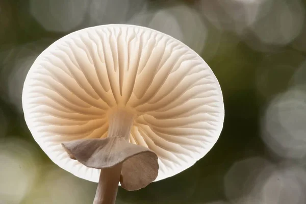 Champignon Porcelaine Oudemansiella Mucida Dessous Hesse Allemagne Europe — Photo