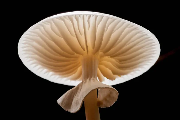 Champignon Porcelaine Oudemansiella Mucida Dessous Hesse Allemagne Europe — Photo