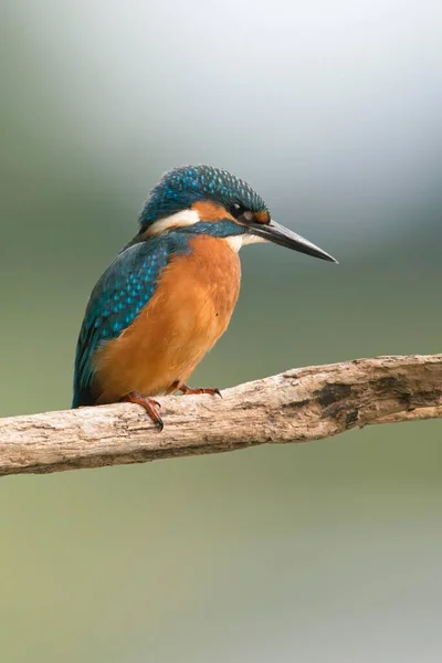 Kingfisher Alcedo Atthis Emsland Lower Saxony Germany Europe — 스톡 사진