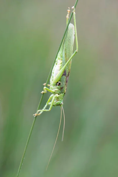 Great Green Bush Cricket Tettigonia Viridissima Emsland Lower Saxony Germany — 스톡 사진