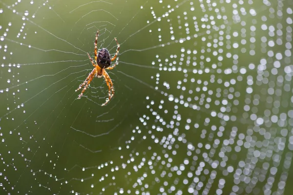 Європейський Павук Садів Araneus Diadematus Своїй Павутині Emsland Lower Saxony — стокове фото