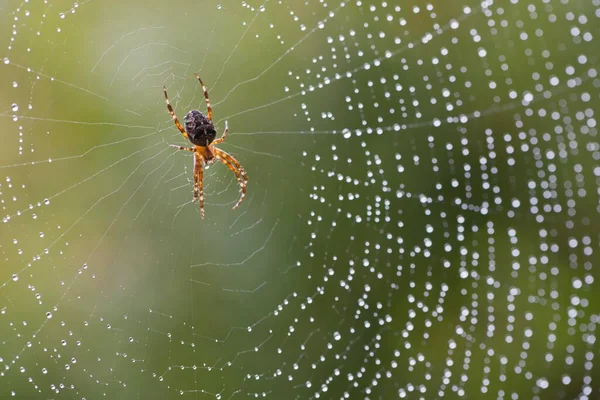 Európai Kerti Pók Araneus Diadematus Hálójában Emsland Alsó Szászország Németország — Stock Fotó