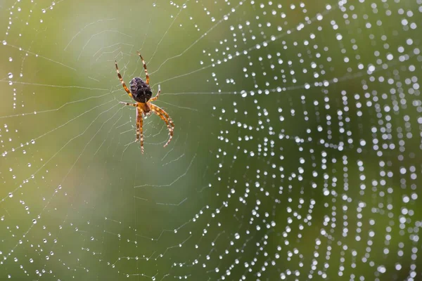 Европейский Садовый Паук Araneus Dihbmatus Паутине Эмсланд Нижняя Саксония Германия — стоковое фото