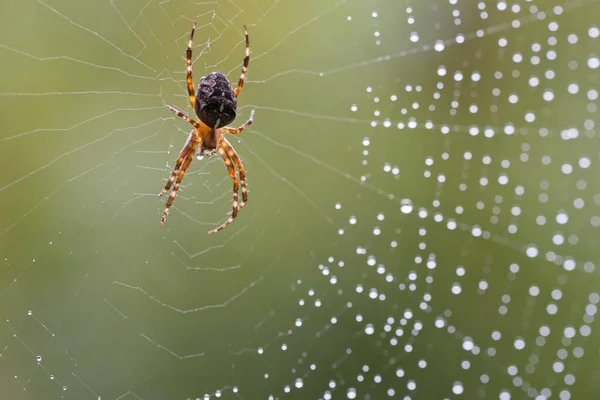 Европейский Садовый Паук Araneus Dihbmatus Паутине Эмсланд Нижняя Саксония Германия — стоковое фото