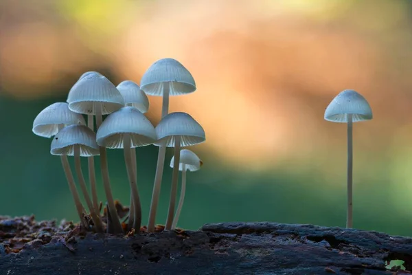 Bonnets Mycena Emsland Niedersachsen Tyskland Europa — Stockfoto