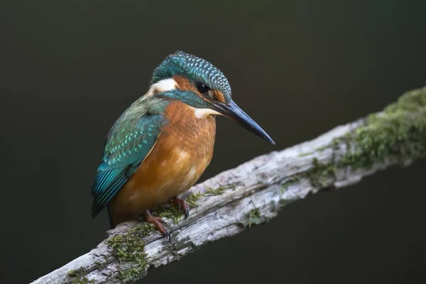 Eisvogel Alcedo Atthis Emsland Niedersachsen Deutschland Europa — Stockfoto