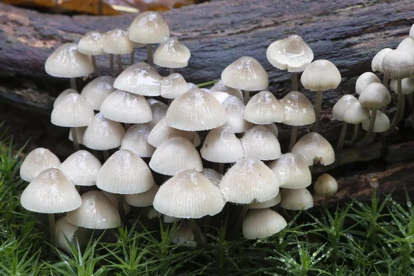 Bonnets Mycena Dead Tree Trunk Emsland Lower Saxony Germany Europe — Stock Photo, Image