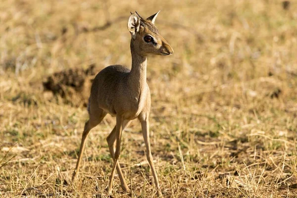 Dik Dik Gnther Madoqua Guentheri Reserva Nacional Samburu Quênia África — Fotografia de Stock