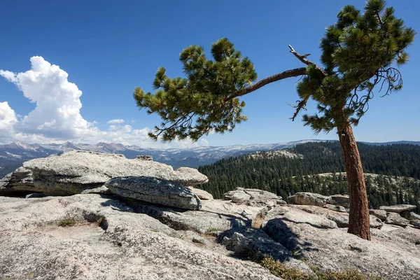 Jeffrey Pine Pinus Jeffreyi Growing Rocks Sentinel Dome Yosemite National — Stock Photo, Image