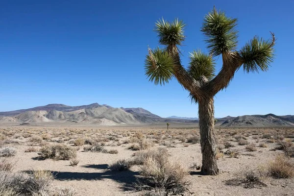 Дерево Ісуса Навина Або Пальма Юки Yucca Brevifolia Біля Долини — стокове фото