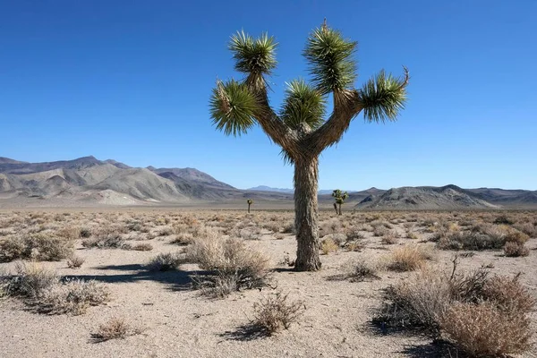 Josuspalme Oder Yucca Palme Yucca Brevifolia Der Nähe Des Death — Stockfoto