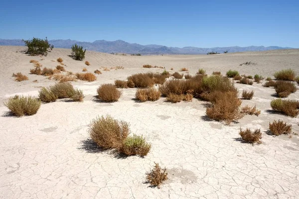 Mesquite Flat Sanddyner Death Valley National Park Mojaveöknen Kalifornien Usa — Stockfoto
