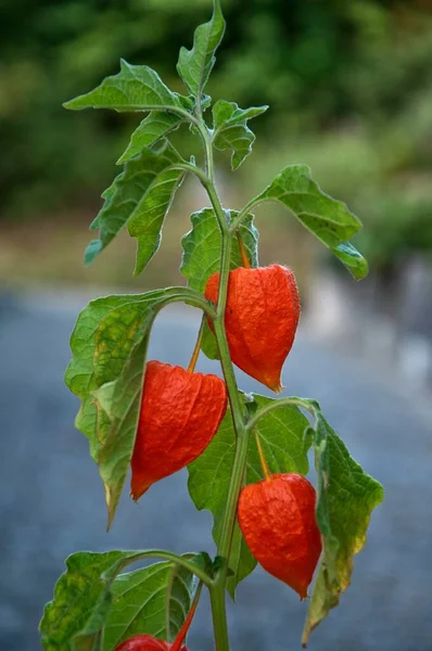 Linterna China Physalis Alkekengi Con Vainas Semillas Abtsgmnd Baden Wrttemberg — Foto de Stock