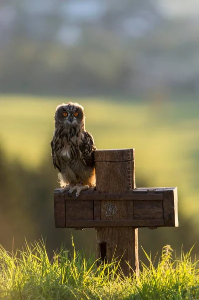 Chouette Aigle Eurasie Bubo Bubo Captive Assise Croix Vulkaneifel Allemagne — Photo