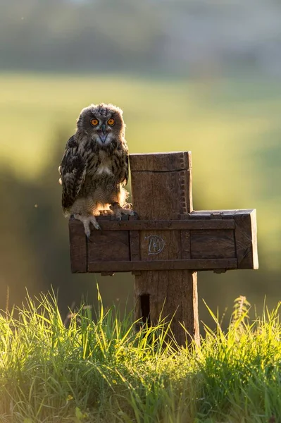 Uhu Bubo Bubo Gefangenschaft Sitzend Auf Kreuz Vulkaneifel Deutschland Europa — Stockfoto