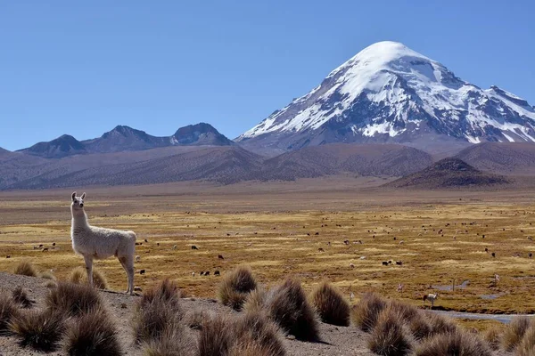 Llama Lama Glama Frente Volcán Nevado Sajama Parque Nacional Sajama —  Fotos de Stock