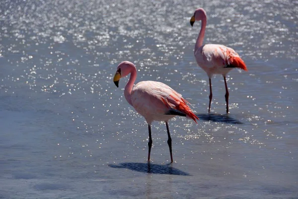 Laguna Hedionda James Flamingos Phoenicoparrus Jamesi Uyuni Lipez Bolivia South — стоковое фото