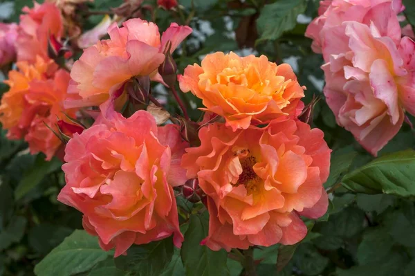 オレンジ色のバラの花びら Rosa チロル オーストリア ヨーロッパ — ストック写真