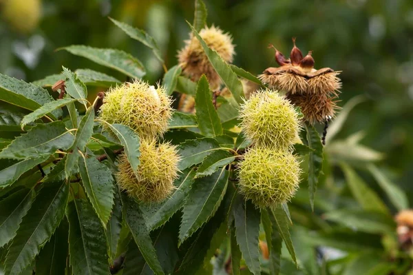 Sweet chestnut (Castanea sativa), ripe fruits, Bamberg, Upper Franconia, Bavaria, Germany, Europe