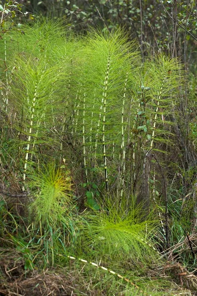 Great Horsetail Northern Giant Horsetail Equisetum Telmateia Leutenbach Upper Franconia — Stock Photo, Image