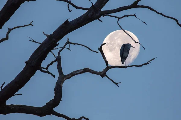 Ölü Bir Ağaç Dalında Oturan Gri Balıkçıl Ardea Cinerea Dolunay — Stok fotoğraf