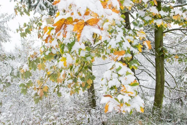 Πρόωρη Έναρξη Του Χειμώνα Σφένδαμο Acer Φθινοπωρινά Χρώματα Και Χιόνι — Φωτογραφία Αρχείου