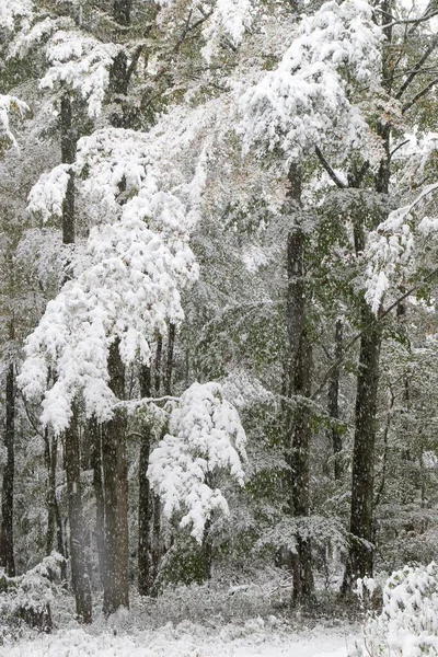 Inicio Temprano Del Invierno Árboles Caducifolios Con Nieve Hesse Alemania —  Fotos de Stock