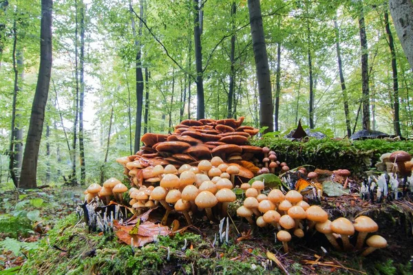 Conifer Tuft Hypholoma Capnoides Autumnal Forest Hesse Germany Europe — Stock Photo, Image