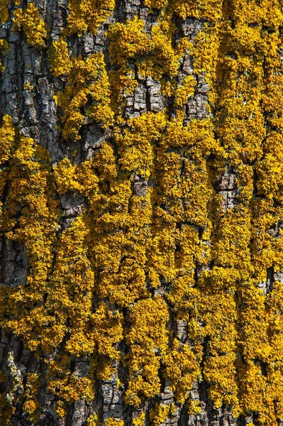 Коммон Оранжевый Xcoria Parpetina Коре Деревьев Бавария Германия Европа — стоковое фото