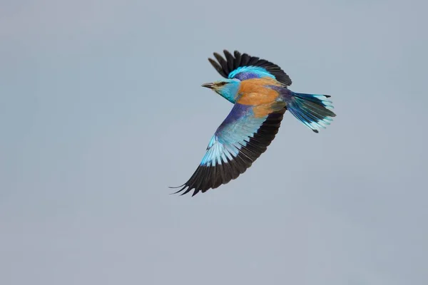 European Roller Coracias Garrulus Flying Kiskunsg National Park Hungary Europe — 图库照片