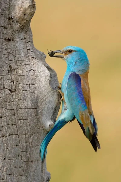 Walze Coracias Garrulus Nest Mit Beute Schnabel Kiskunsg Nationalpark Ungarn — Stockfoto