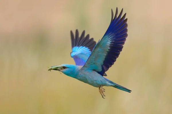 Europeisk Rulle Coracias Garrulus Som Flyger Med Byte Näbb Great — Stockfoto