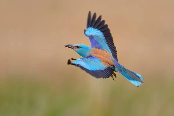 Európai Görgő Coracias Garrulus Csőrös Zsákmánnyal Repül Kiskunsg Nemzeti Park — Stock Fotó