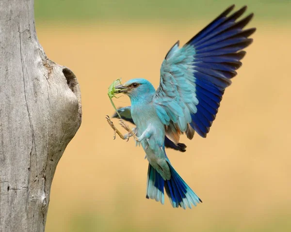 European Roller Coracias Garrulus Approaching Nesting Hole Prey Beak Great — Stock Photo, Image