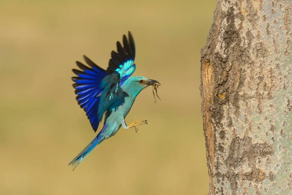 Europeisk Rulle Coracias Garrulus Närmar Sig Häckningshål Med Byte Näbb — Stockfoto