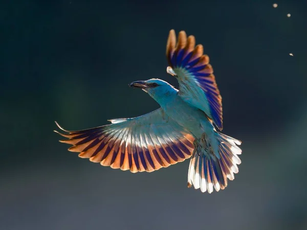 European Roller Coracias Garrulus Flying Prey Beak Contre Jour Kiskunsg — Stock Photo, Image