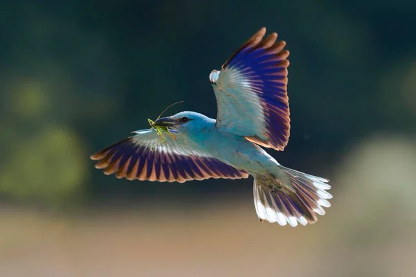 European Roller Coracias Garrulus Approaching Nest Prey Beak Great Green — Stock Photo, Image