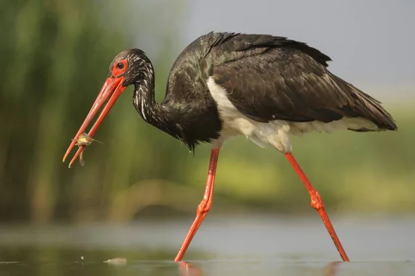 Bocian Czarny Ciconia Nigra Łupem Dziobie Park Narodowy Kiskunsg Węgry — Zdjęcie stockowe