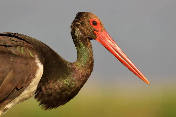 Bocian Czarny Ciconia Nigra Portret Park Narodowy Kiskunsg Węgry Europa — Zdjęcie stockowe