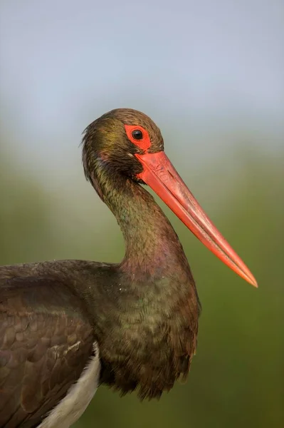 Bocian Czarny Ciconia Nigra Portret Park Narodowy Kiskunsg Węgry Europa — Zdjęcie stockowe