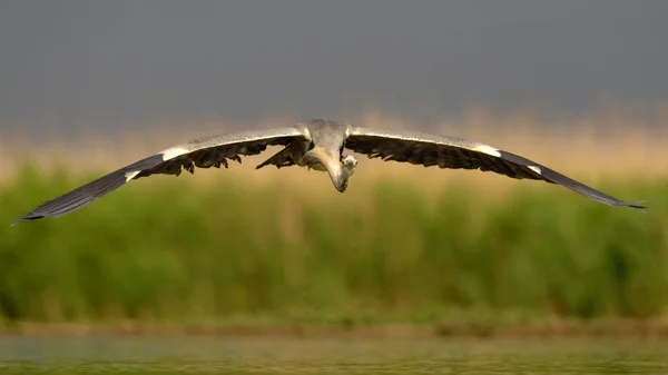 Héron Gris Ardea Cinerea Adulte Vol Devant Les Roseaux Parc — Photo