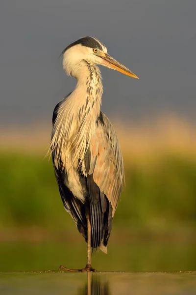 Grå Häger Ardea Cinerea Vuxen Stående Vatten Morgonljus Kiskunsg Nationalpark — Stockfoto