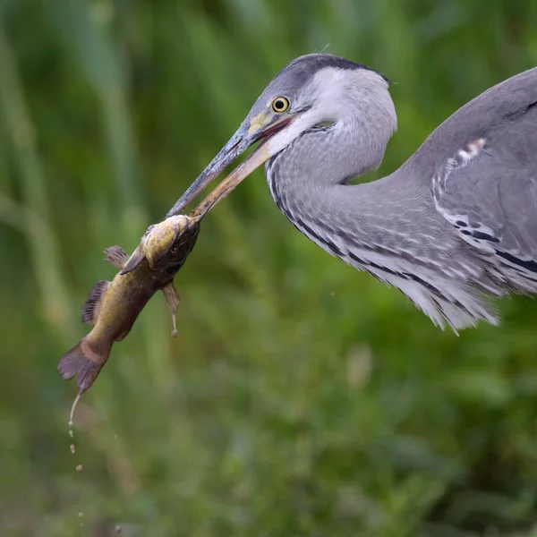 Graureiher Ardea Cinerea Portrait Jugendlichen Gefieder Mit Beute Welse Oder — Stockfoto