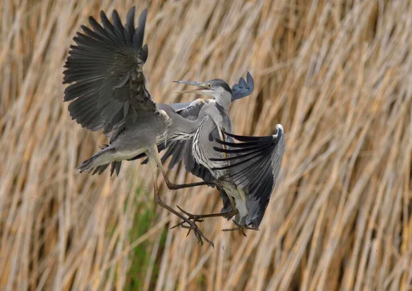 Volavky Šedé Ardea Cinerea Bojující Před Rákosím Mladistvé Peří Národní — Stock fotografie