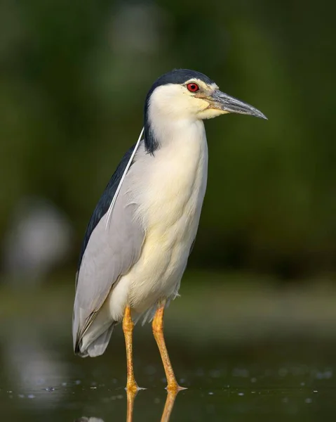 Black Crowned Night Heron Nycticorax Nycticorax Adult Standing Shallow Fishpond — Stock Photo, Image