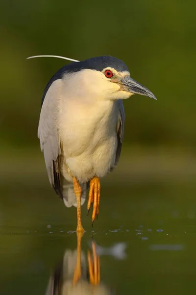 Zwarte Nachtreiger Nycticorax Nycticorax Volwassen Die Voorzichtige Stappen Onderneemt Ondiep — Stockfoto